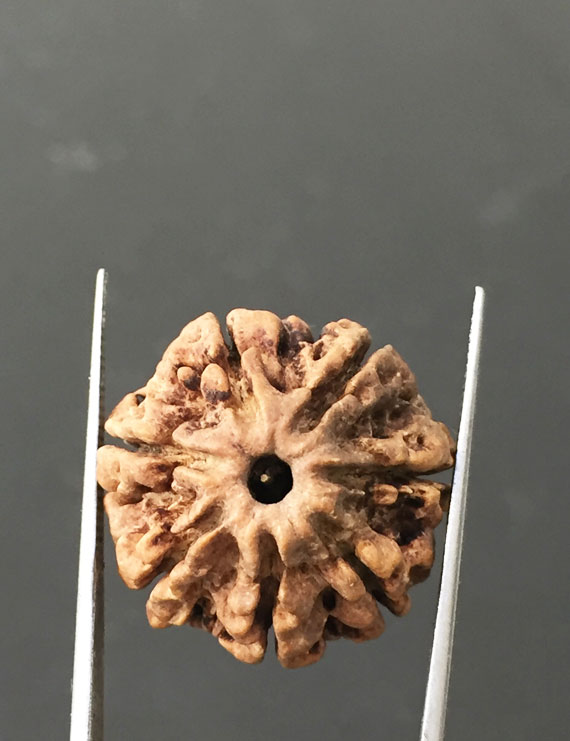 7 Mukhi Certified Nepali Rudraksha Size- 22 mm